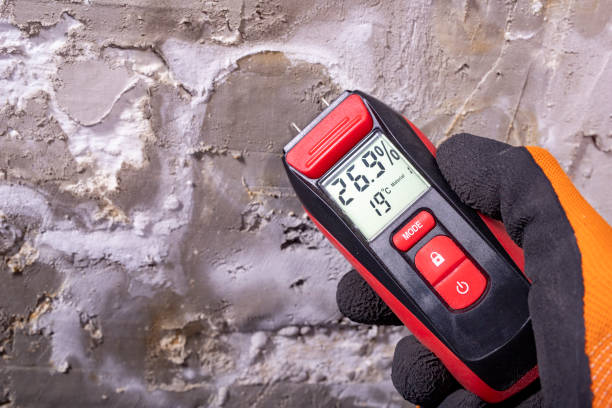 Best White Mold Remediation in White Oak, MS