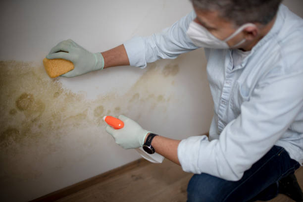 Best DIY Mold Remediation Support Services in White Oak, MS